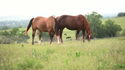 Ranch scenes in Oklahoma 스톡 동영상 245324892