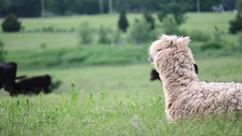 Ranch scenes in Oklahoma 스톡 동영상 245324913