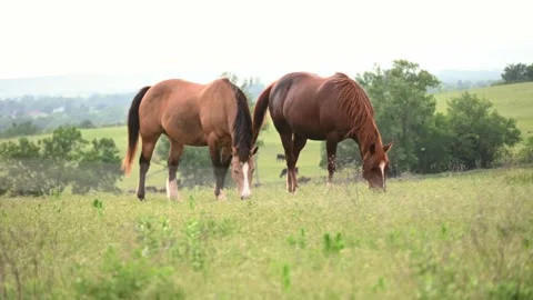 Ranch scenes in Oklahoma 스톡 동영상 245324918