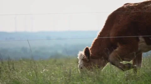 Ranch scenes in Oklahoma 스톡 동영상 245325684