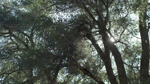 Ranch Tree Pan Through Towards Sun Stock Footage 59101705