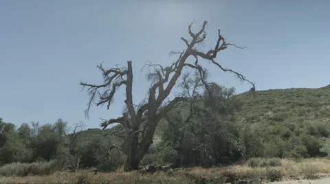 Ranch Tree Slide Stock Footage 59101560