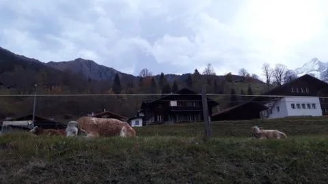 A ranch under a mountain. Cows grazing. Stock Photos