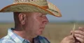 Rancher Analyze Touching Wheat Ear Check Ripe Period Farmland Wheat Crop Field 4k or 4k+ Resolution