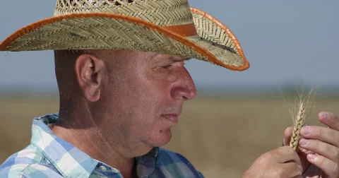 Rancher Analyze Touching Wheat Ear Check Ripe Period Farmland Wheat Crop Field Stock Footage 58514382