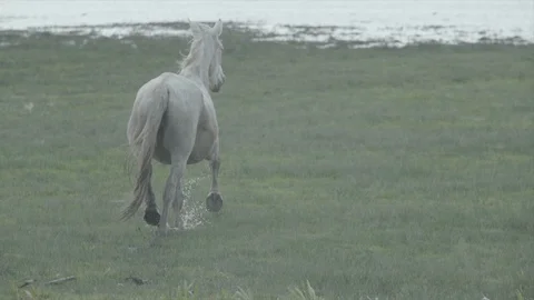 Ranchers guide the mares and their foals through the Doñana marshes. Stock-Footage 129183698