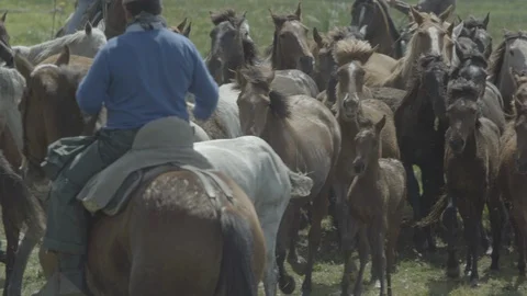 Ranchers guide the mares and their foals through the Doñana marshes. Stock Footage