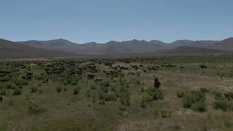 Ranchers Herding Cattle Stock Footage 141624030