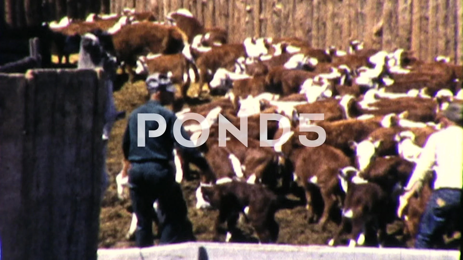 Vintage Western Cowboy Cattle Round Up Chasing a Steer Wrapping