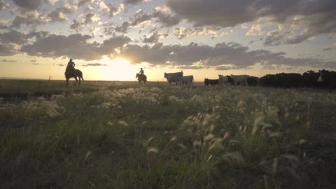 Ranchers Herding Cattle at Sunset Stock Footage 141621795