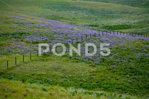 Ranchland wildflowers Stock Photos