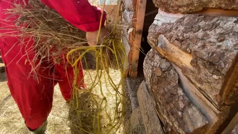 Ranchman Video stock 151890036