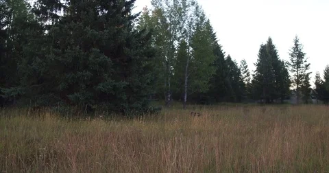 RanchRoad4 4K@23.976 Stock Footage 74034909