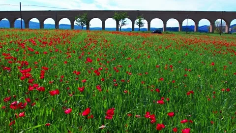 Random Bee flying over flowering poppy field 4k drone aerial view-Tuscany-Italy Stock Footage 240830804