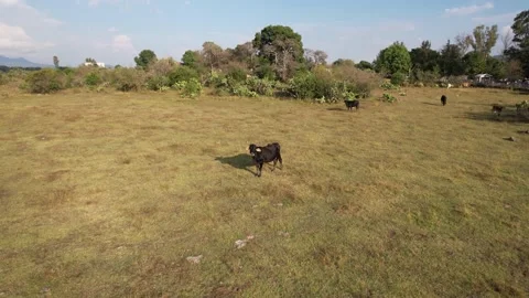 Random Bull In Capula Panning Drone Shot. Stock Footage 229918344