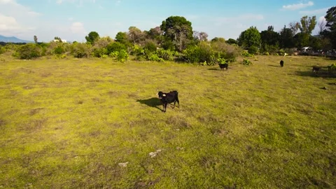 Random Bull In Capula Panning Drone Shot. Color-Graded Stock Footage 229918419