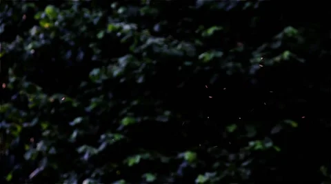 Random Chaotic Movement of Insects and Flies Stock Footage 52800733