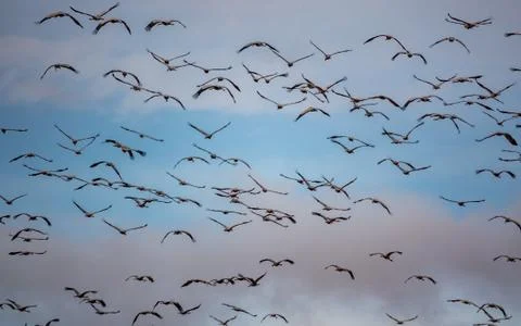 Random cranes flying against cloudy sky, rear view Foto stock