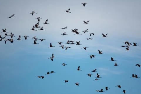 Random cranes flying against sky, profile view Foto stock