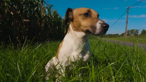 A random dog named Lajka taking a stroll in the village Stock Footage 250856764