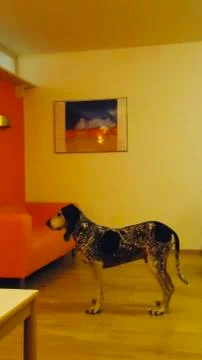 Random Dog Stock Photos