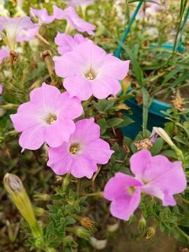 Random flower 스톡 사진