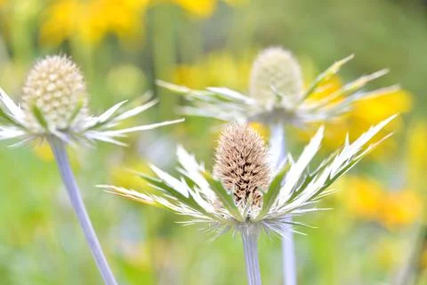 Random Flowers Stock Photos