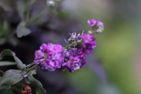 Random Flowers Utah Stock Photos