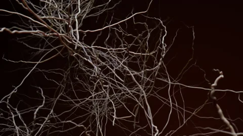 Random growth of neural connectivity in the human brain Stock Footage 225630291