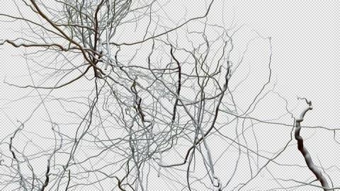 Random growth of neural connectivity in the human brain. animation has an alp Stock Footage 225631001