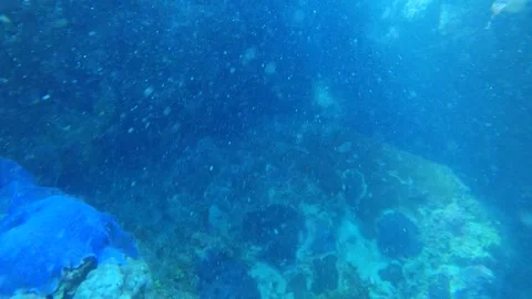 Random looking swimming around under murky sea salt water to the sea bed bottom  Stock-Footage 303405963