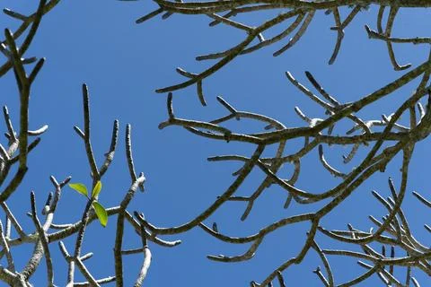 Random pattern of bare branches of frangipani tree. Stock Photos