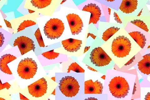 Random pattern of gerbera flower. Valentine's Day Stock Photos