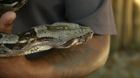 Random person holding boa constrictor. Stock Footage 124185804