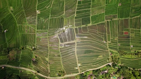 Random shaped rice fields, top-down aerial shot from height Stock Footage 238901664