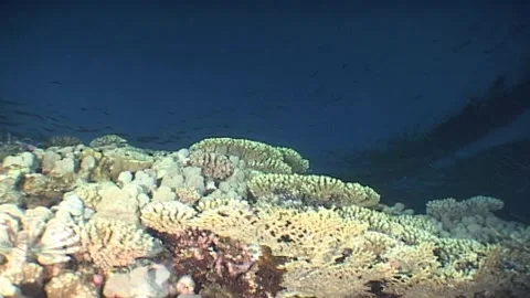 Random Shot Of Surface At Barrier Reef Stock Footage 285820229