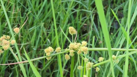 Random Shots by pixel 8 Pro. Raw video Stock Footage 283754066