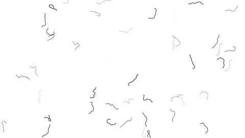 Random Walk Algorithm Scribble Frame Partial Filling Animation Video stock 118984658