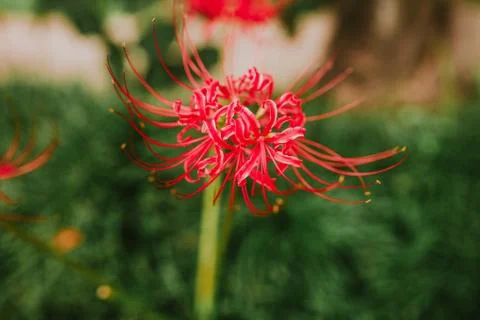 Randomized flower closeup Stock Photos