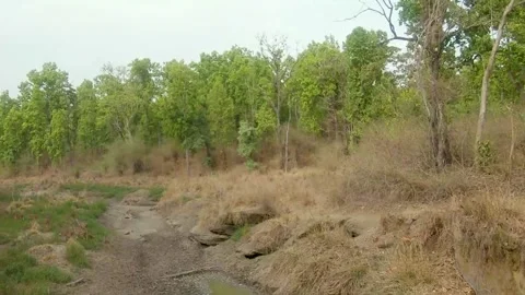 A rangale of spotted deer Stock Footage 205071727