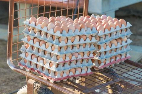 Range of brown fresh eggs at bio poultry farm wheelbarrow. Raw egg in rows at Stock Photos
