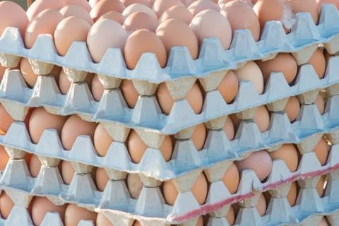 Range of brown fresh eggs rows at bio poultry farm. Raw egg in rows at rural  Foto stock