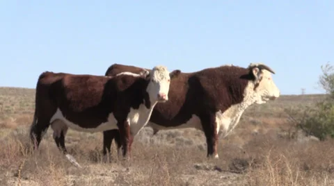 Range Cattle 库存影片 33309396