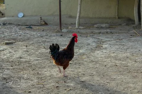 Range chicken on the farm Stock Photos