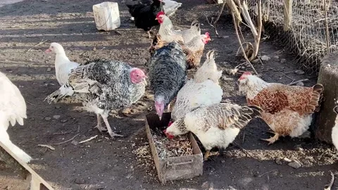 Range chickens on farm Stock Footage 171594441