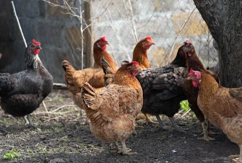 Range chickens Stock Photos