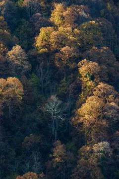 Range of colors on the trees Stock Photos