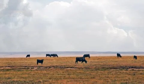 Range Cows Under A Big Western Sky Stock Photos