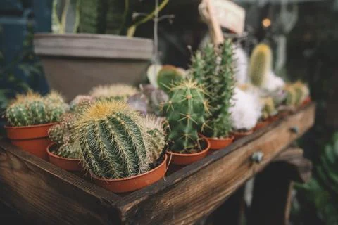 A range of differetn cactus Stock Photos