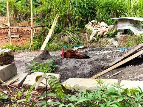 Range hen Stock Photos